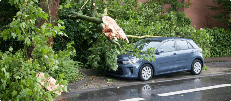 A parked car with a fallen tree on its hood.