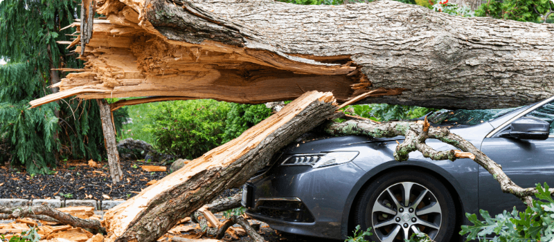 A large, broken tree on top of a car after a storm.