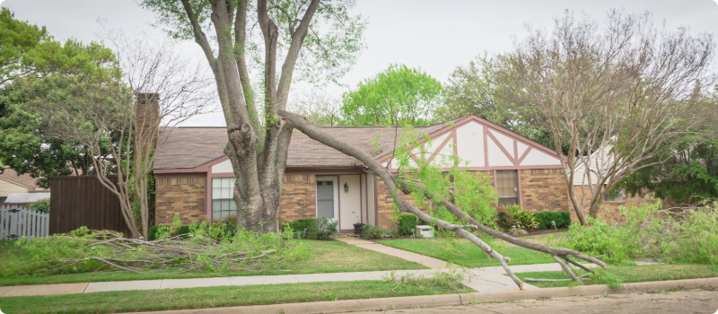 A home with fallen trees in its yard after a windstorm. 