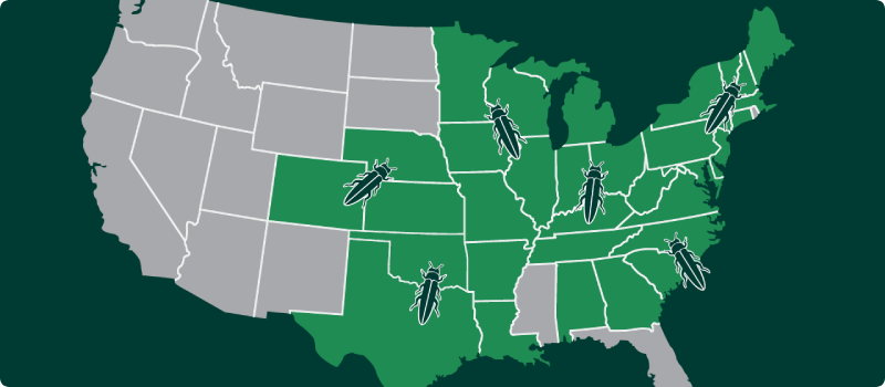 United States map with Emerald Ash Borer