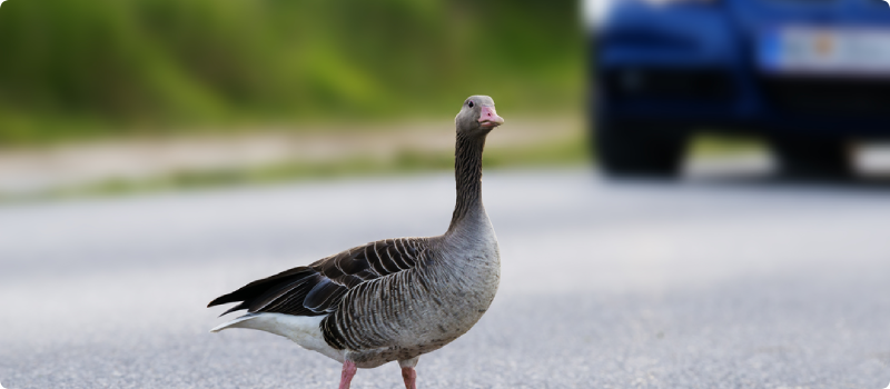 a goose crossing the path of an oncoming car