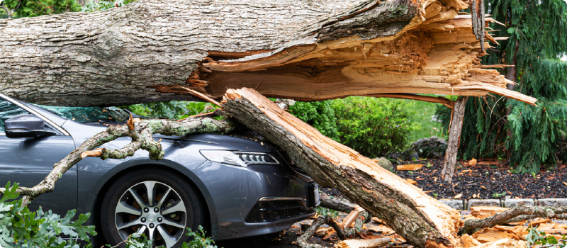 a fallen tree on a car