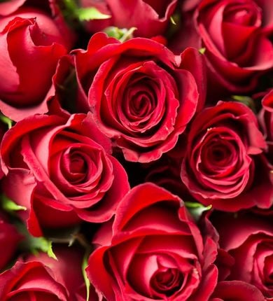 image of red roses