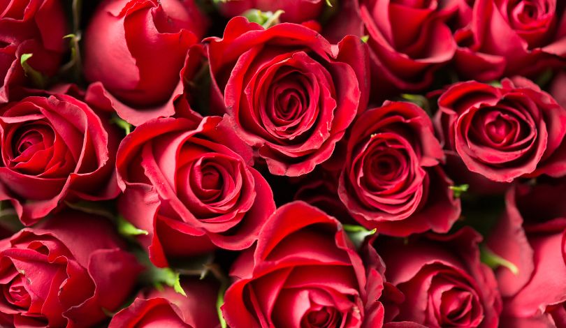 image of red roses