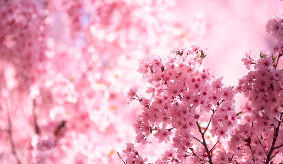 Cherry Blossom