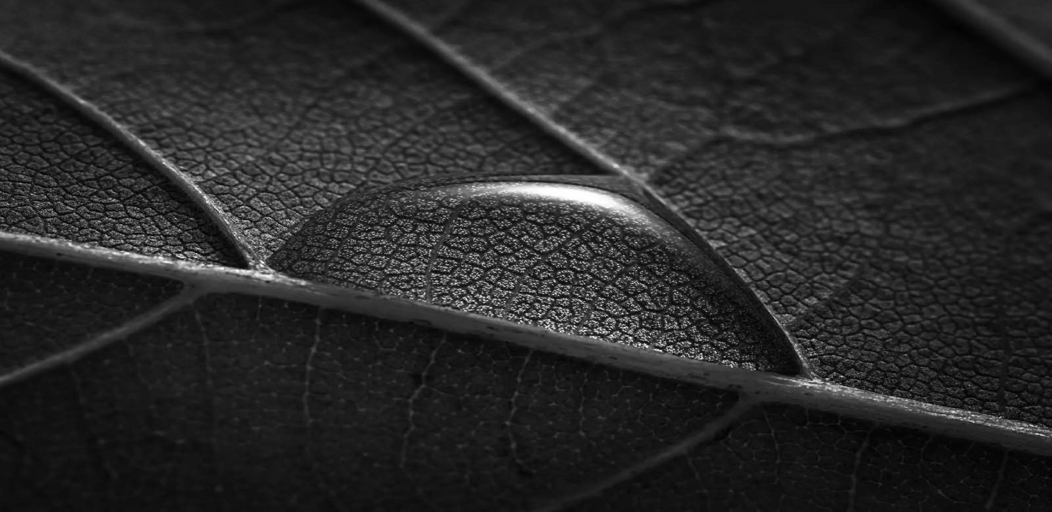 water droplet on a leaf