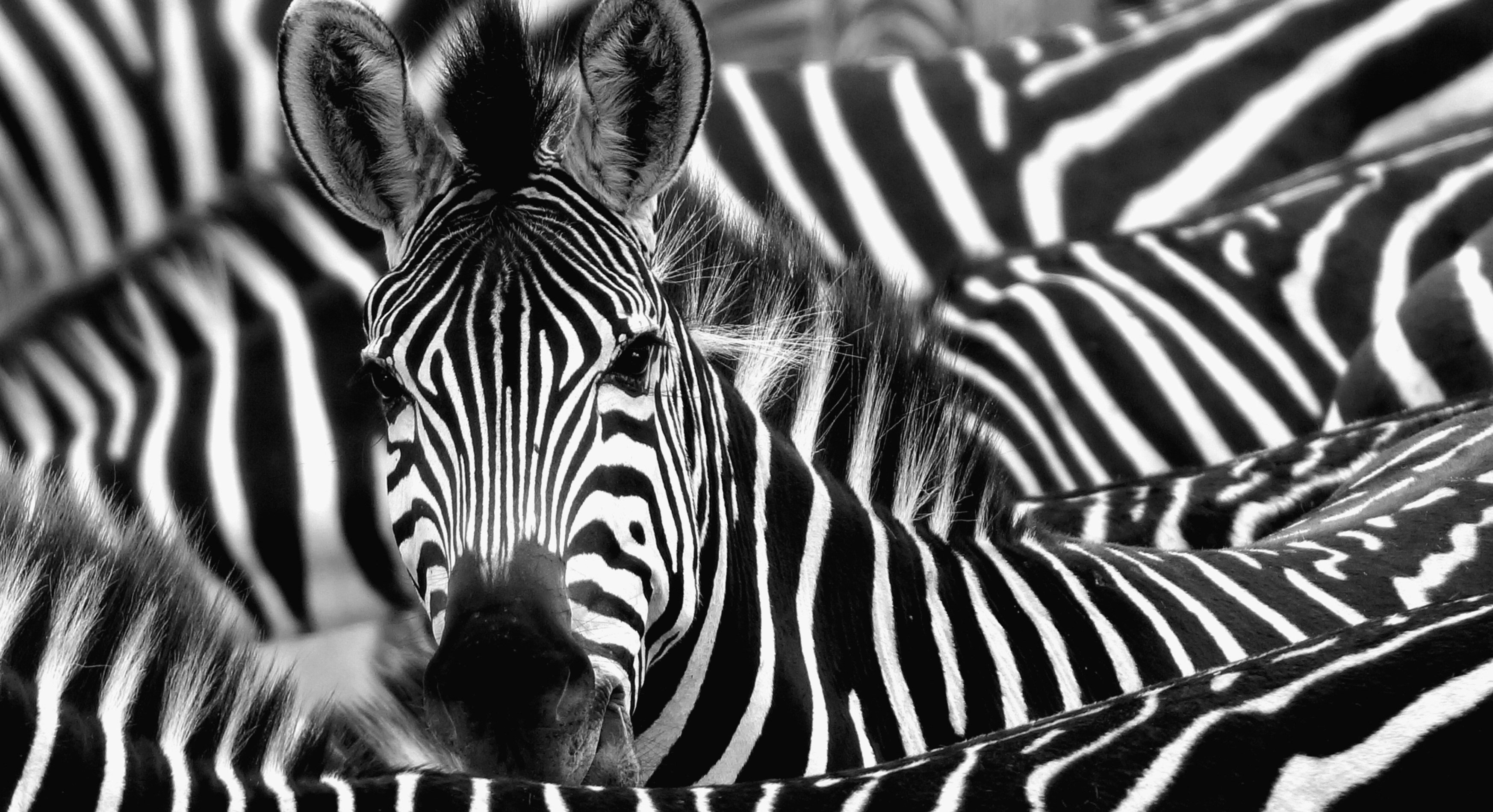 Picture of a Zebra