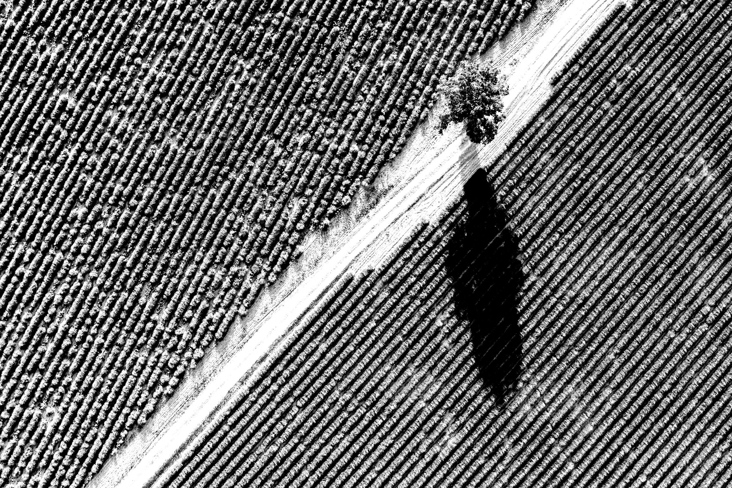 Large tree casting a shadow over crops in a field