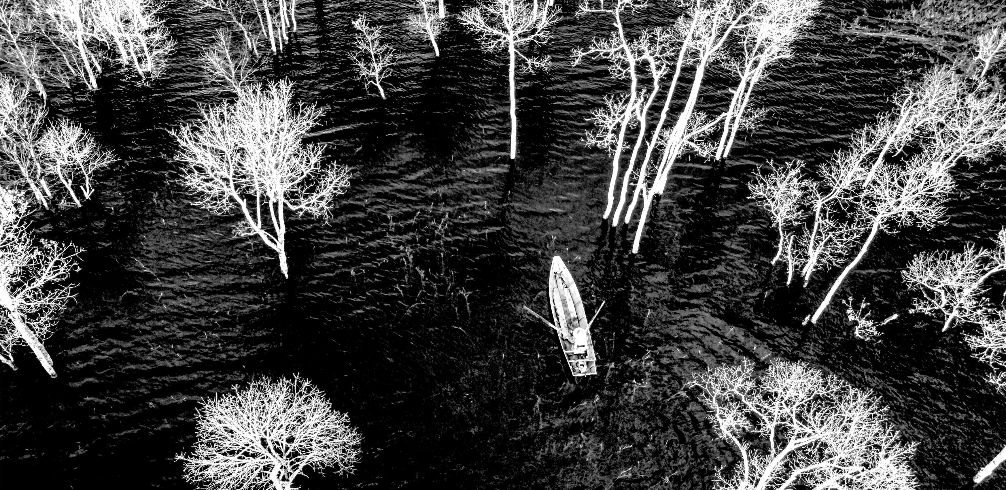 A small boat going though marsh lands and trees growing through the water