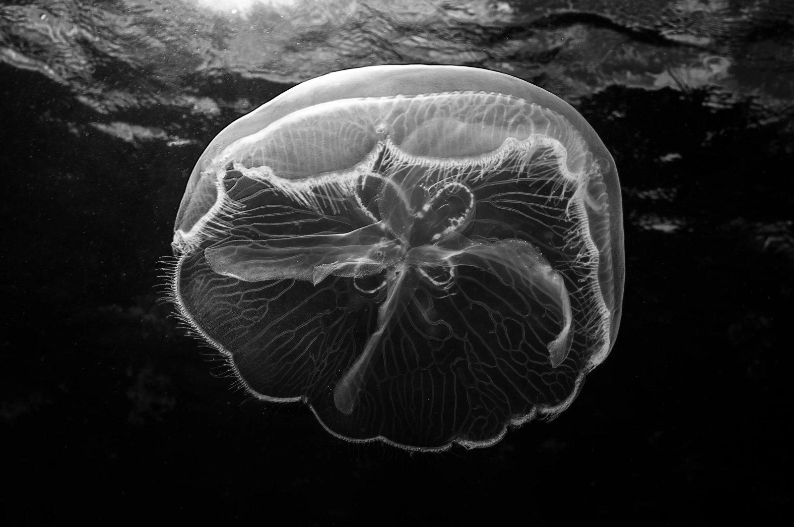 Soft enforcement in antitrust drives faster compliance