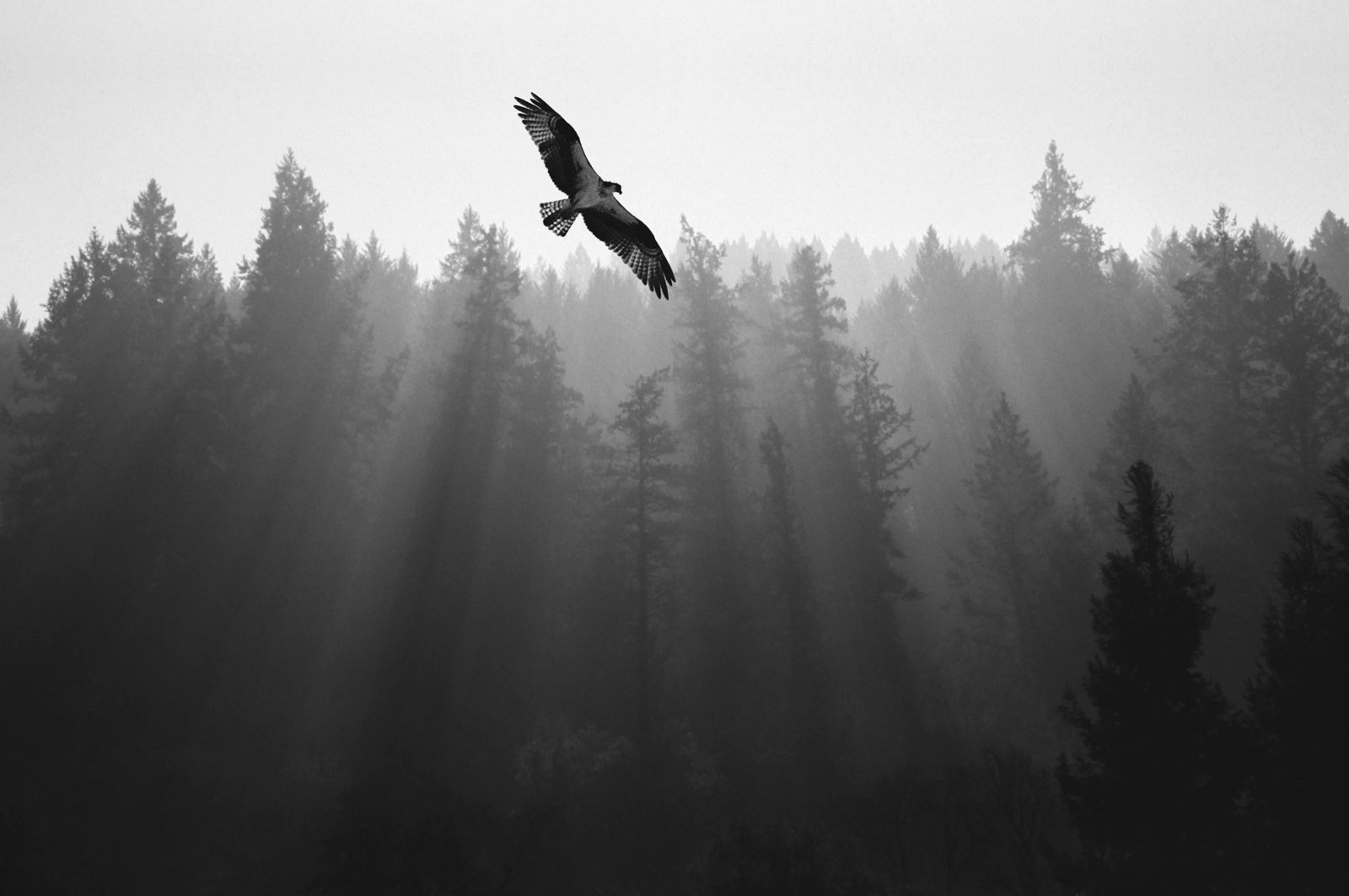 Global antitrust enforcement report