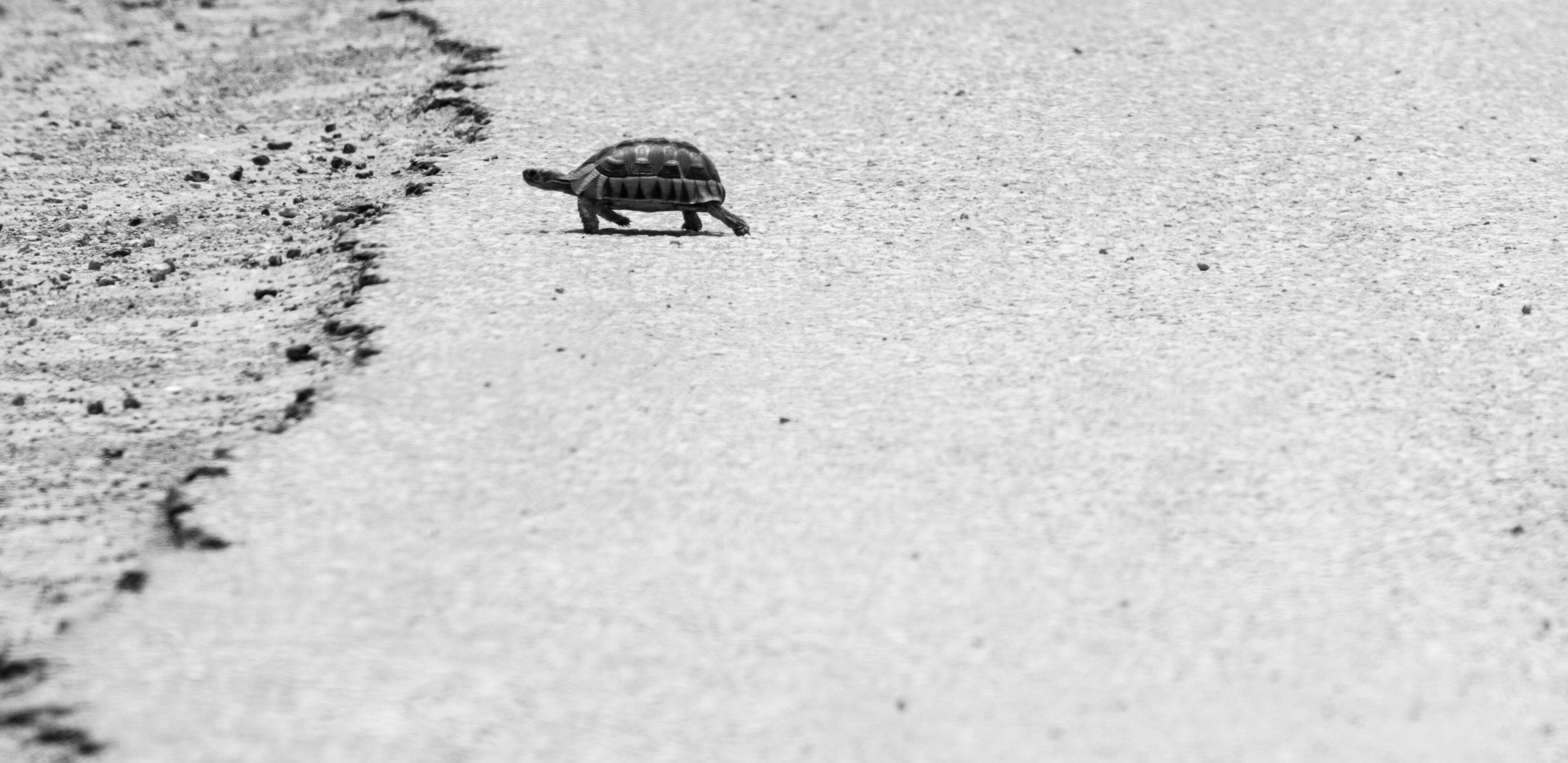 A single turtle walking along an empty beach