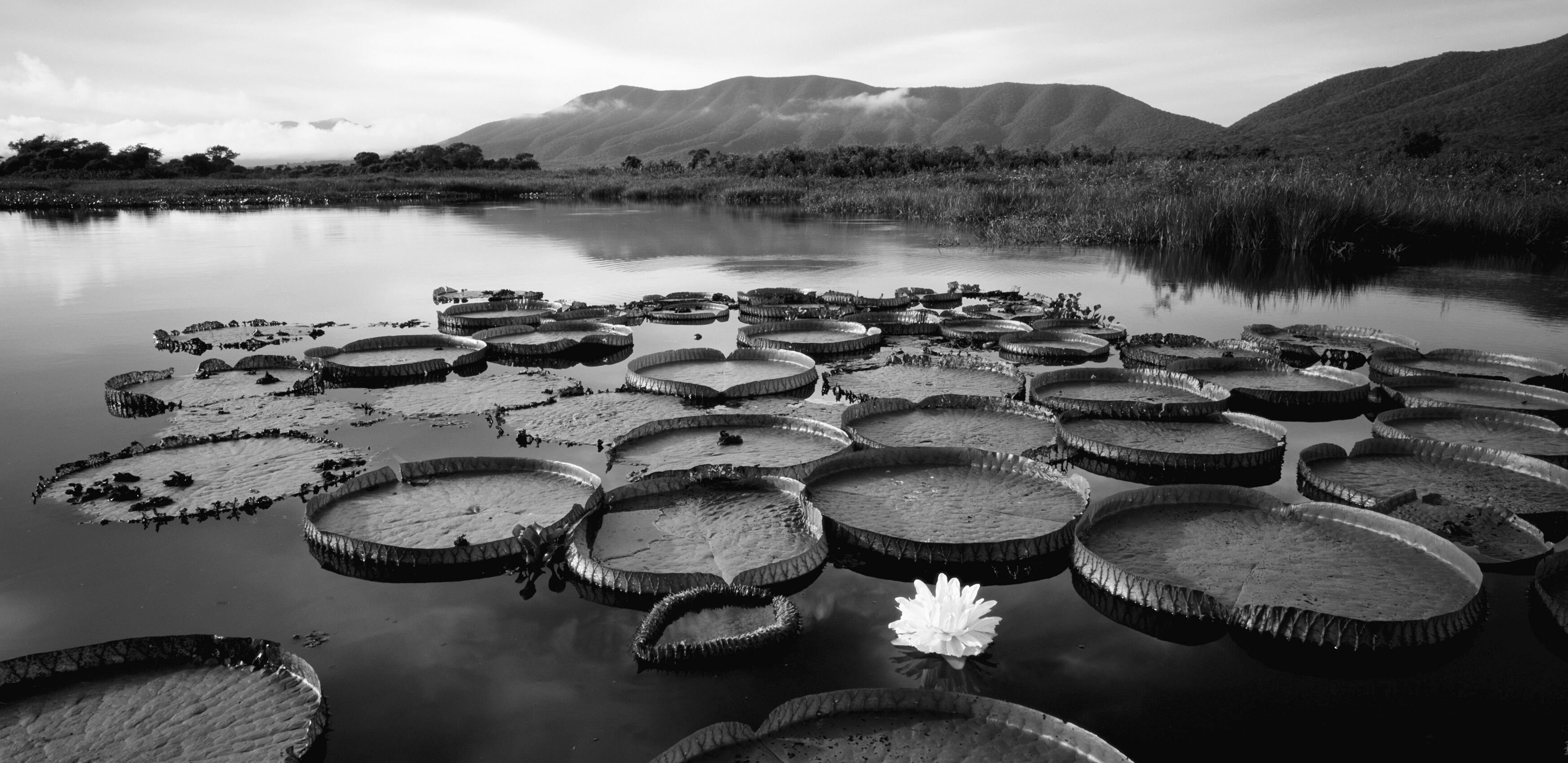 Lily pads on a lake, with large mountains in the background