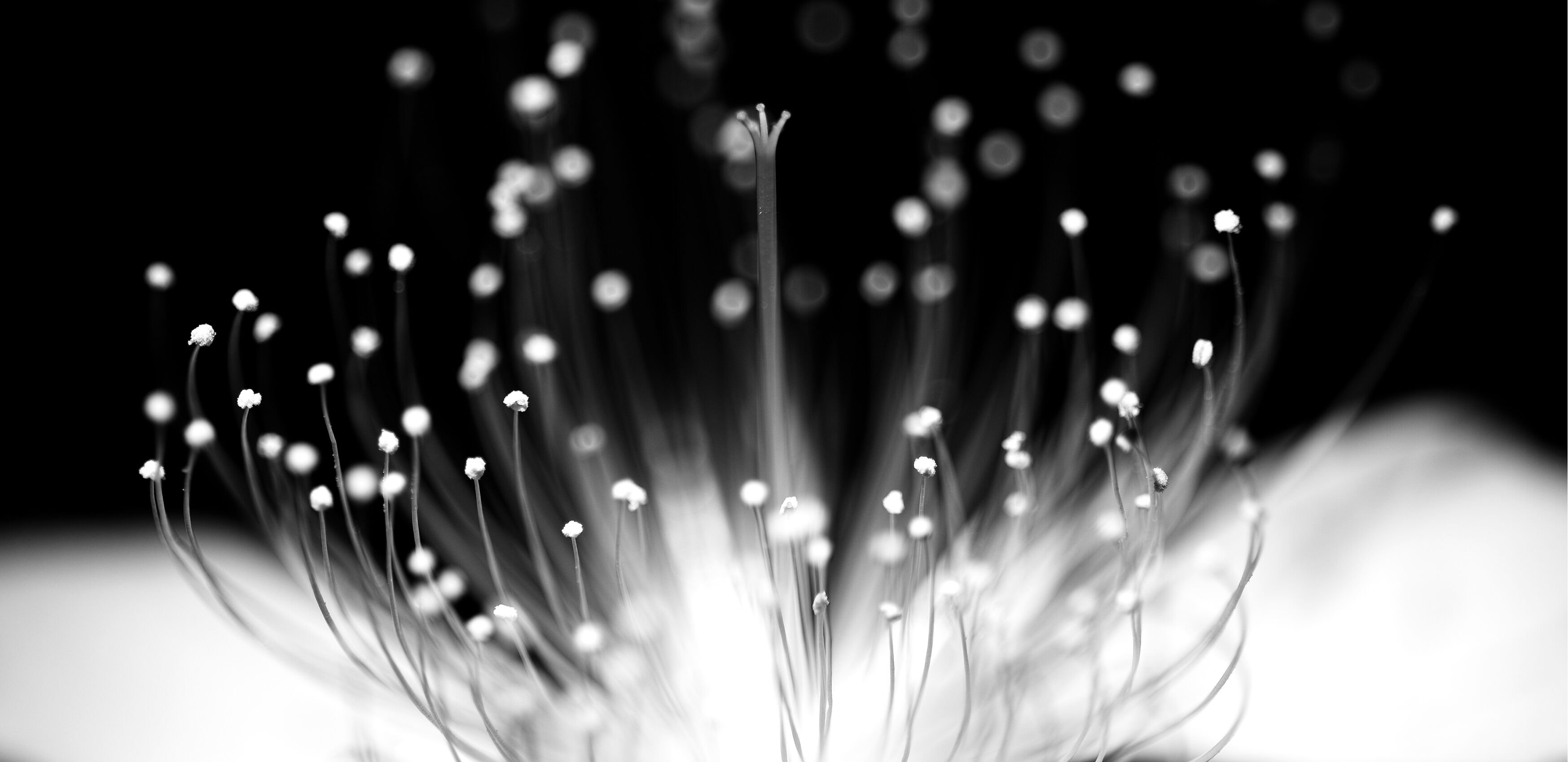 A close up image of a flower in full bloom