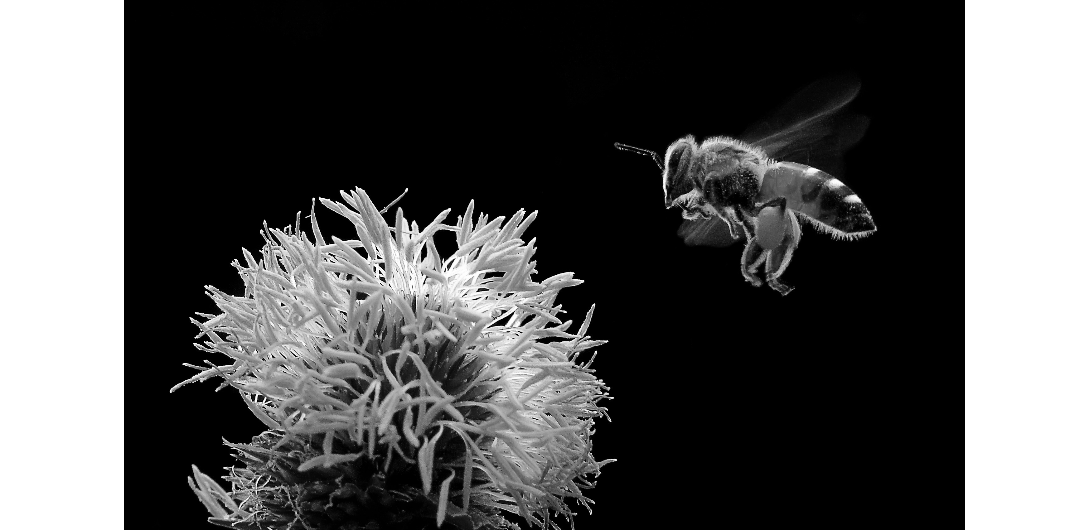 Bee hovering over a flower