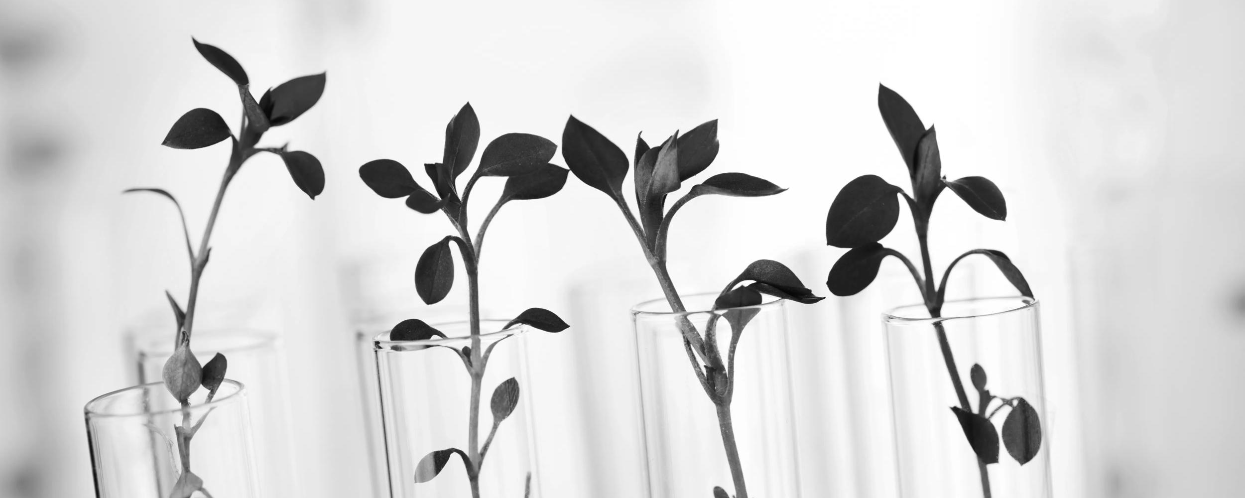Plant seedlings growing inside of test tubes