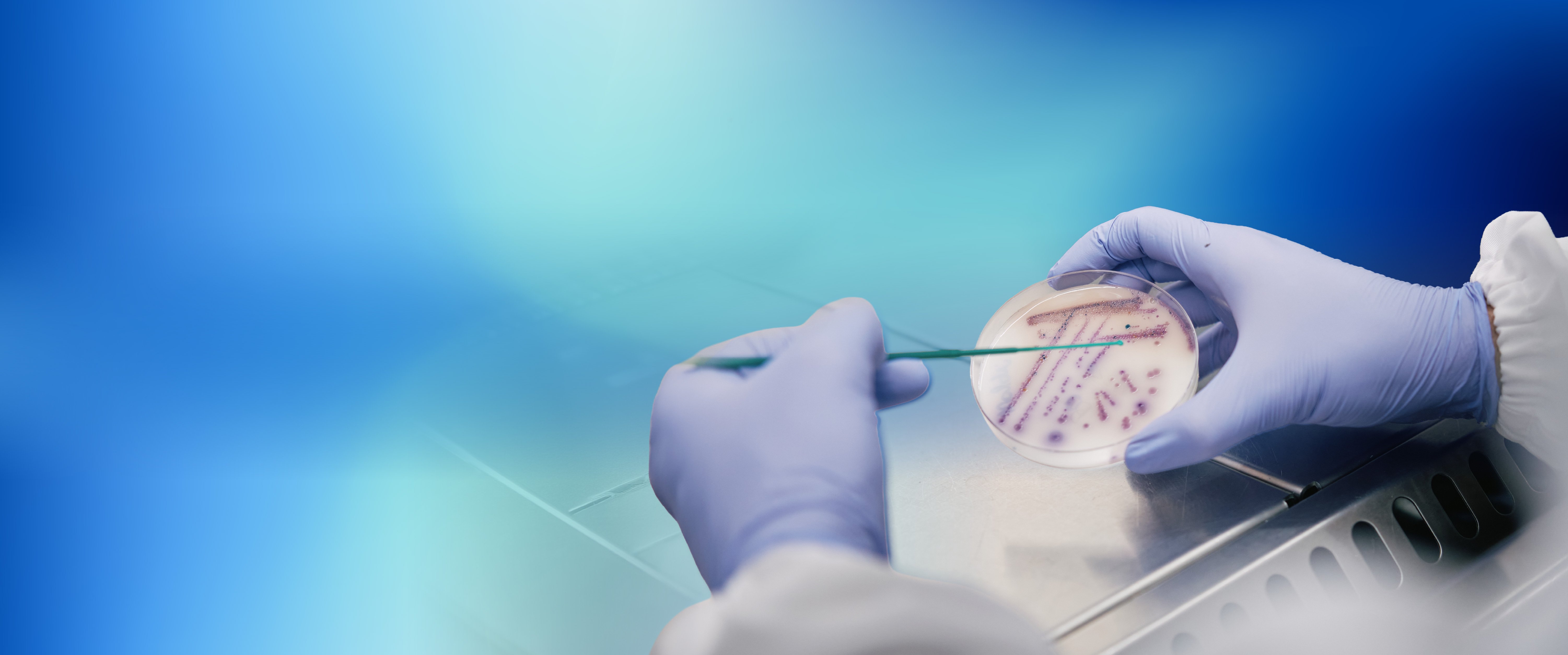 Laboratory hands with blue gloves handling egg sample using tweezers in scientific experiment