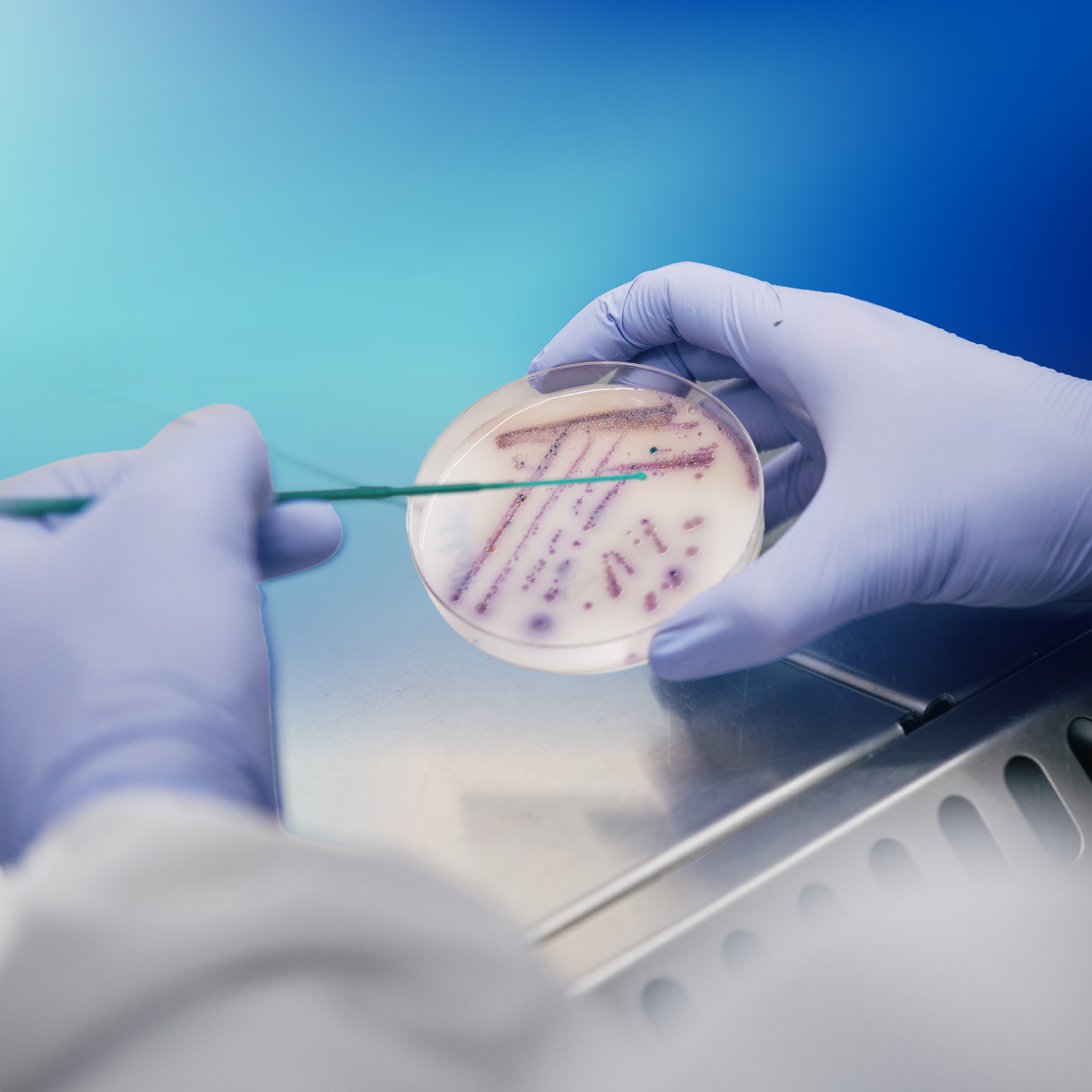 Laboratory hands using tweezers to handle egg yolk sample in petri dish