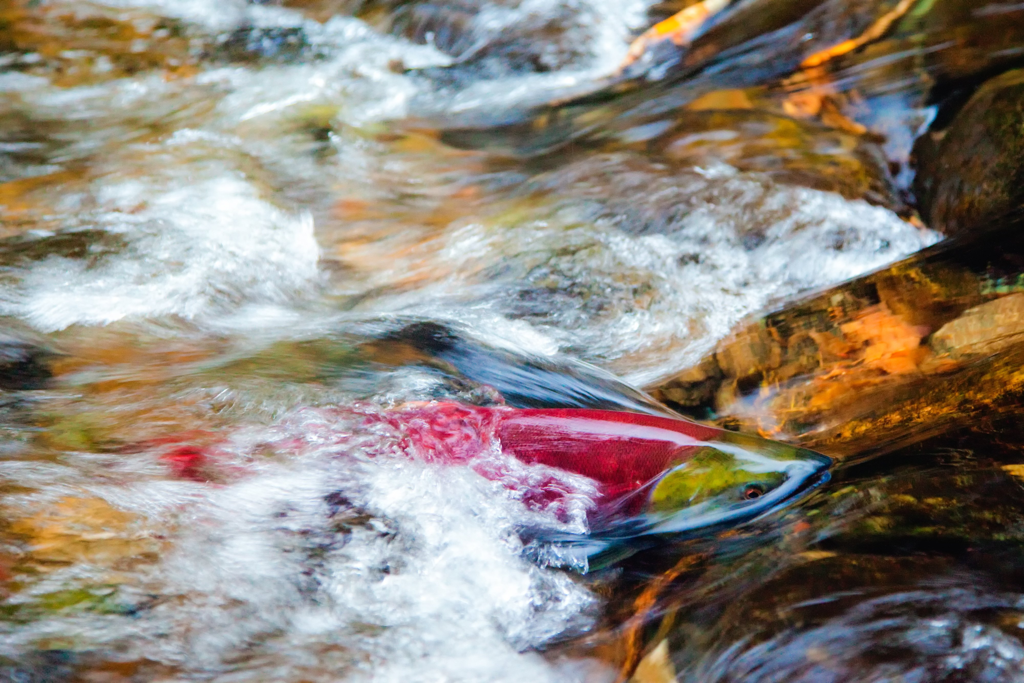Tire-Derived Chemical 6PPD-Quinone Linked to Salmon Mortality