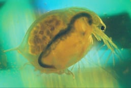 Aquatic organism
