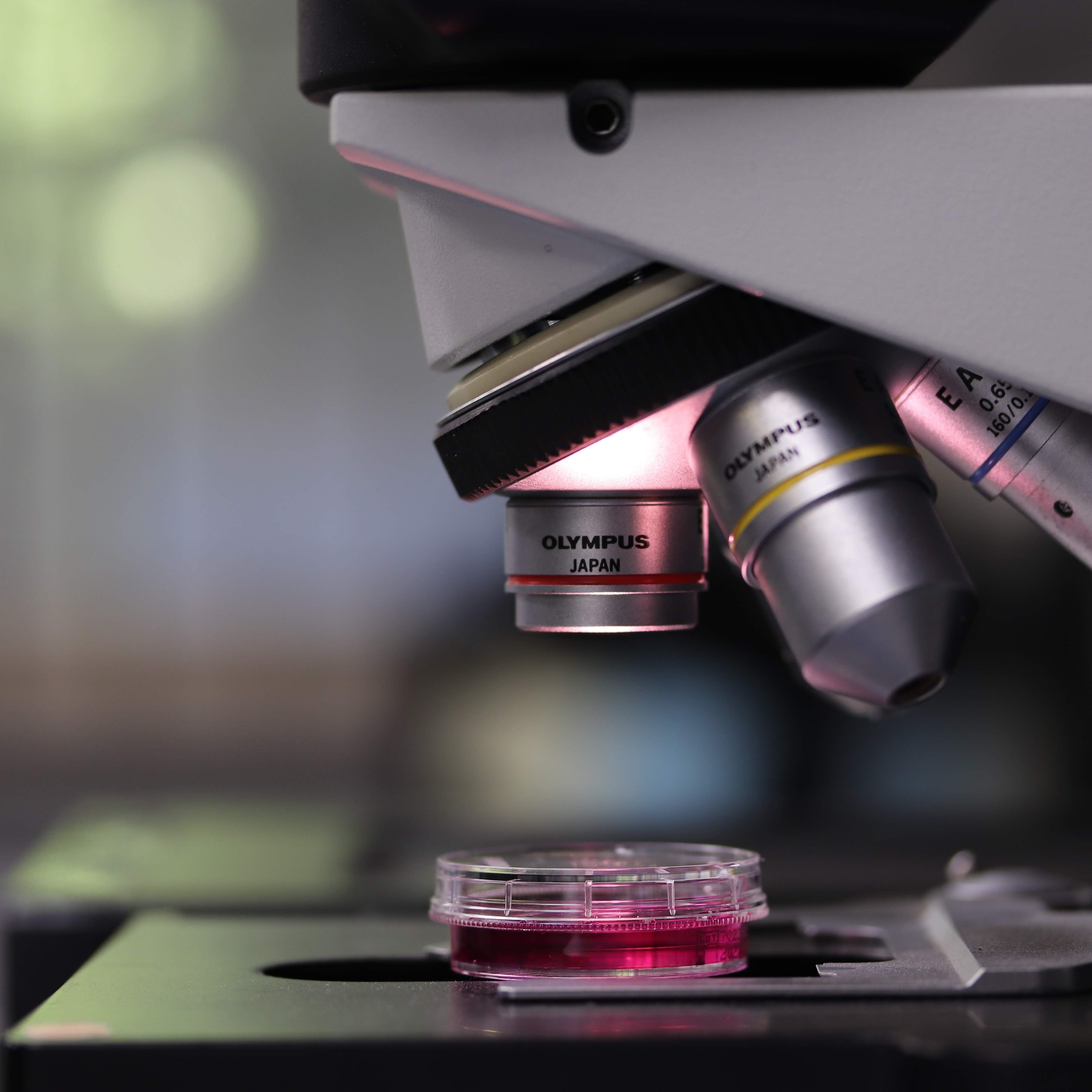 Analyse mit Mikroskop | Labor Analytik |Analyse | Mikrostoffe