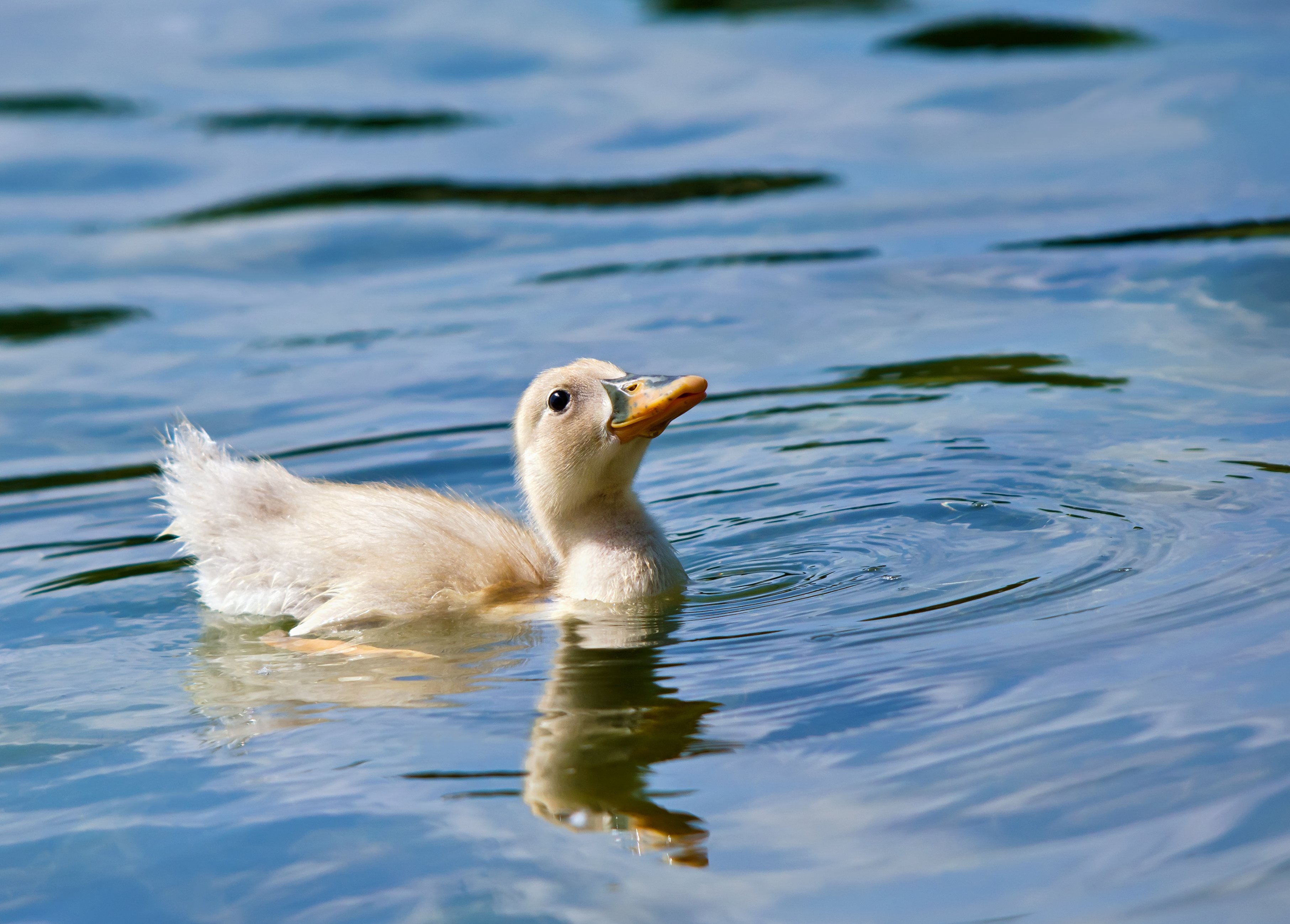 Pato en el agua