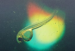 Fathead minnow swimming