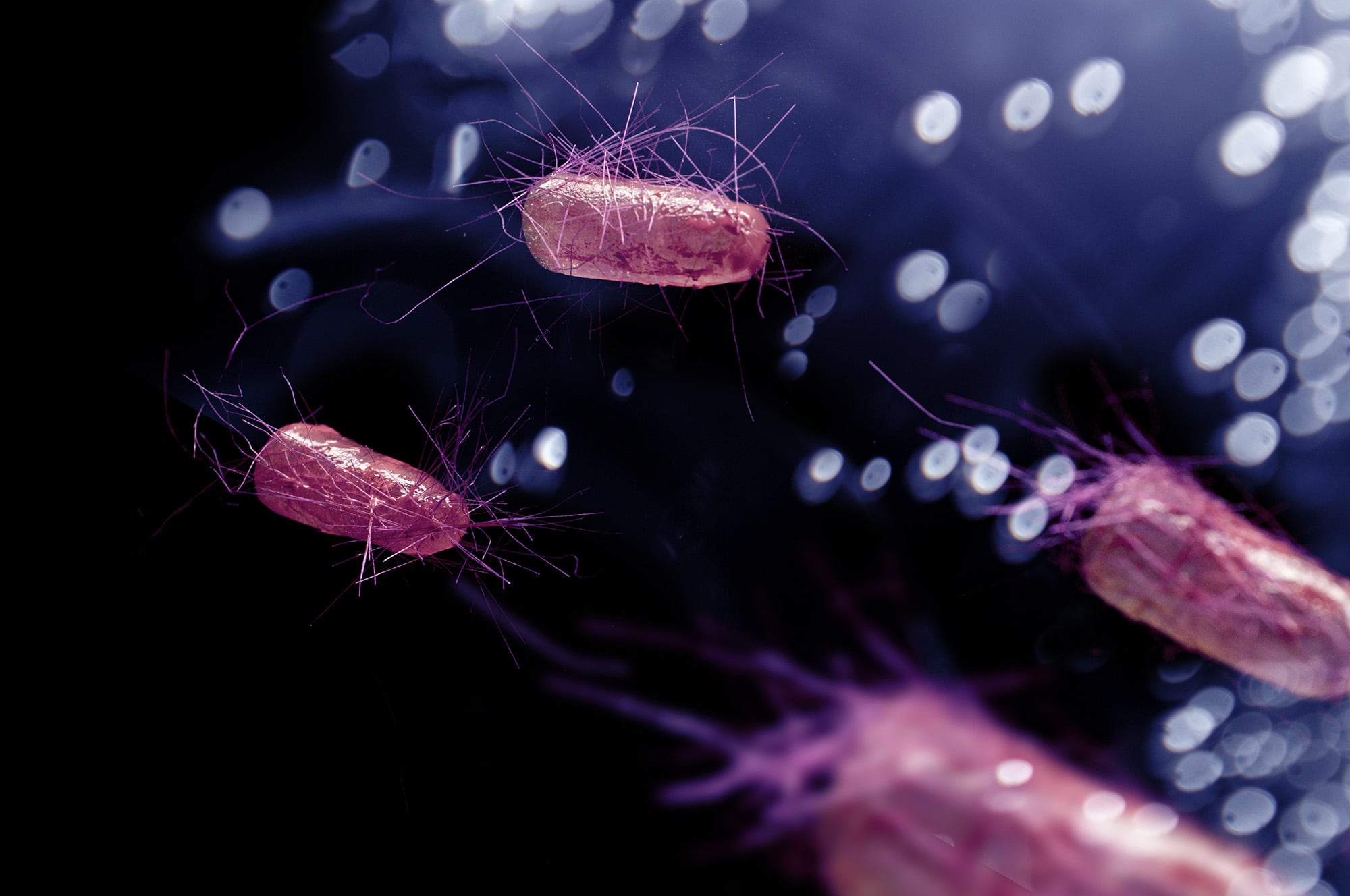 E.coli