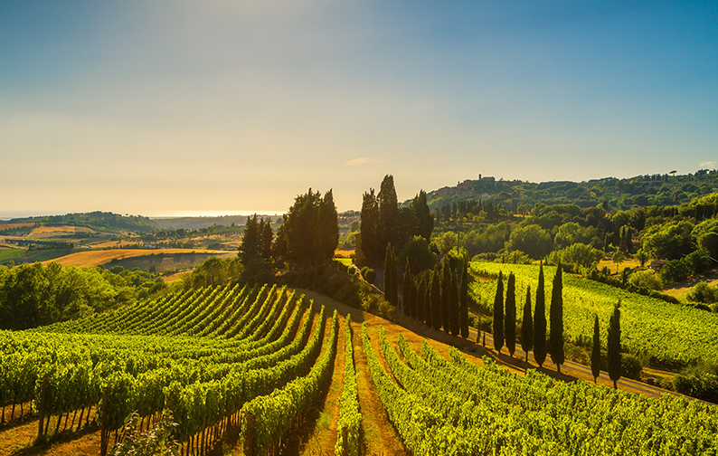 CLR- T0 Italy-vineyard