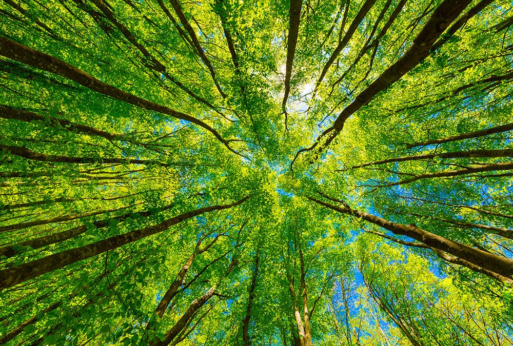 The image shows a forest with tall green trees, creating a canopy above.
