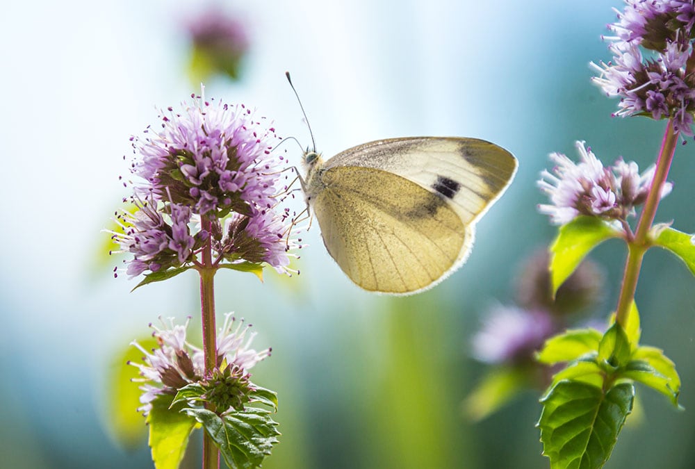 A white butterfly sits on top of a purple flower, with green leaves in the background.