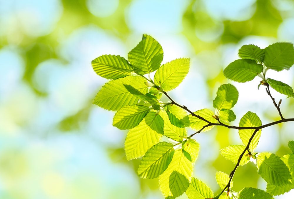 Green leaves grow from a branch in a forest.