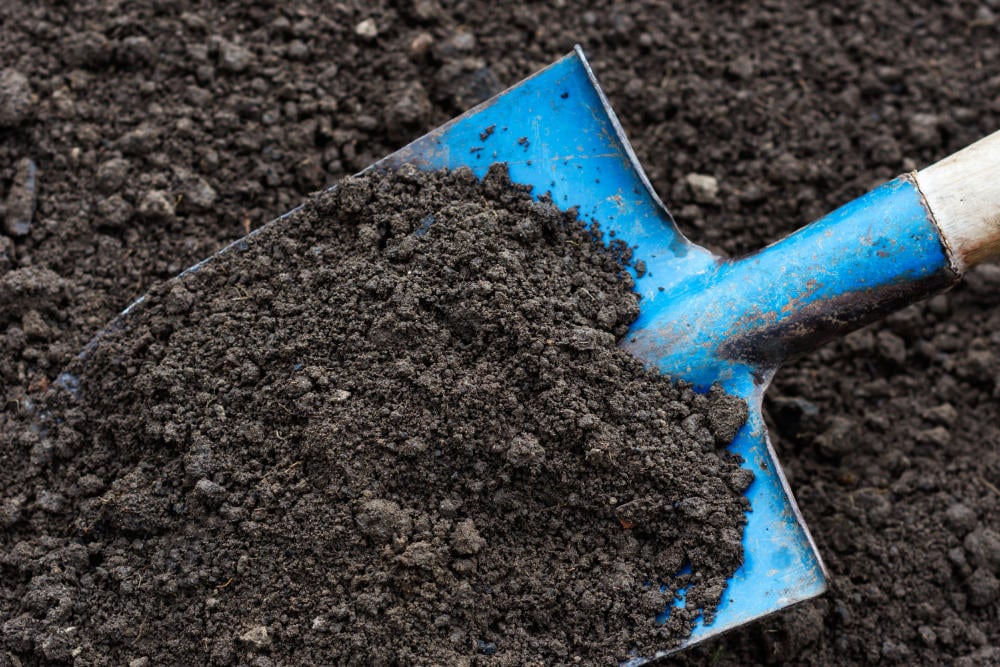 A blue shovel is full of soil, resting on a bed of brown dirt.