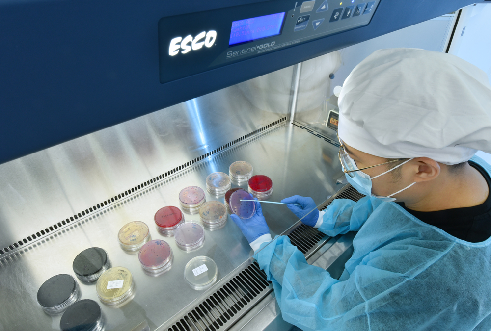 A scientist in a lab coat performs testing on petri dishes inside a biosafety cabinet.