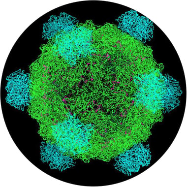 Image of Phi X 174 bacteriophage