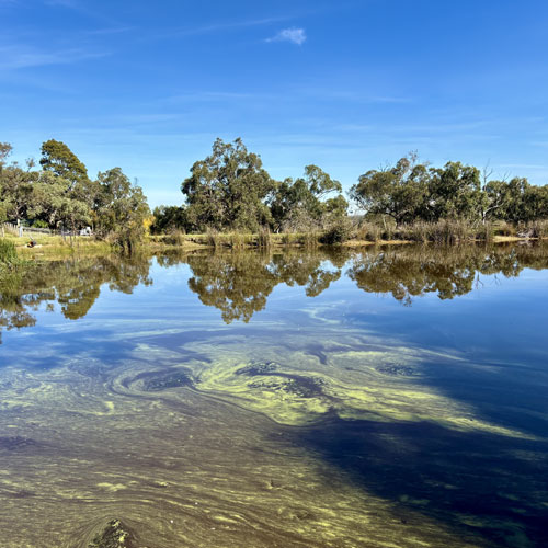 Microcystis bloom on farm dam