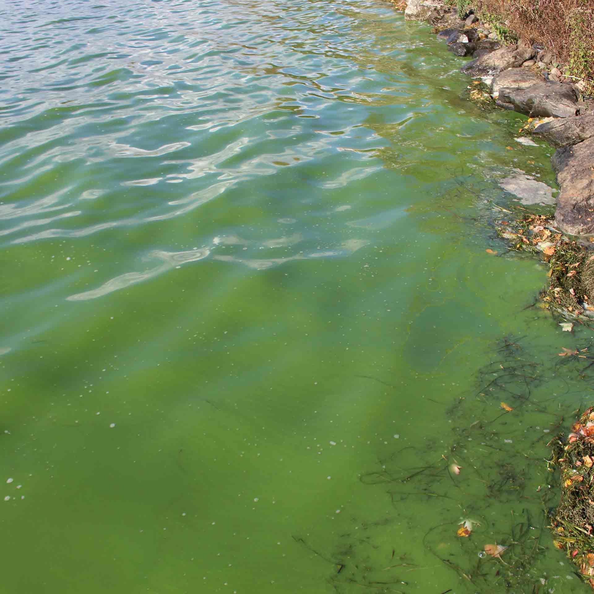 Quantification of cyanobacterial and cyanotoxin genes by qPCR: Enabling early cyanotoxin risk assessment