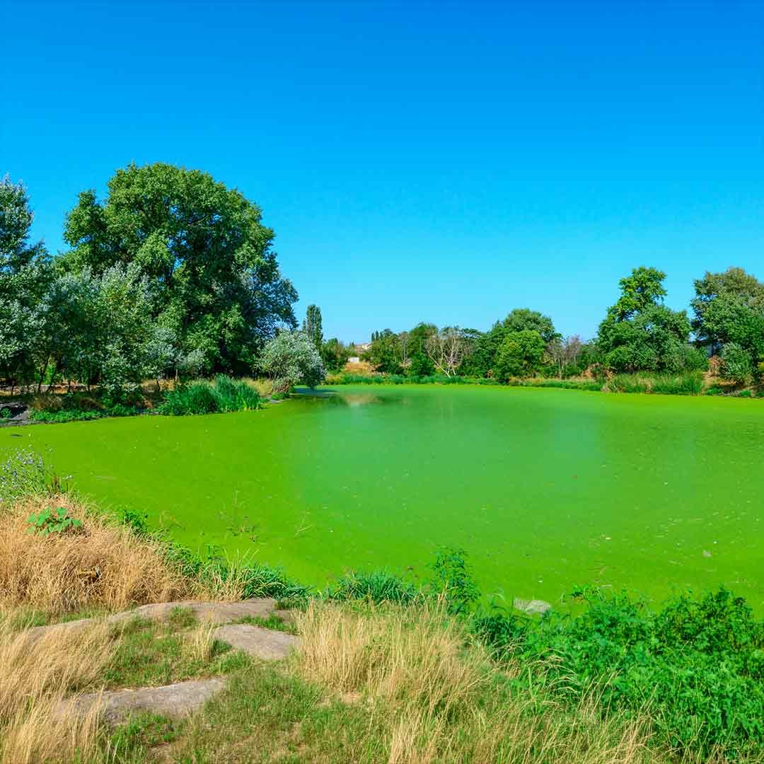 Quantitative algal toxin analysis by LC-MS/MS: A critical component of bloom risk assessment