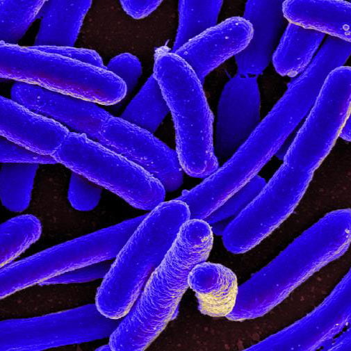 magnification of E. coli 
