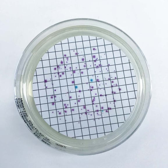 Figure 2. Colony development on chromogenic agar after 18–24 hours incubation. Putative  E. coli (blue), coliform (purple) and non-coliform colonies (cream) are visible.