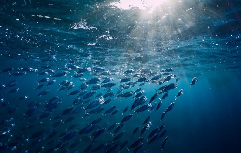Peixes nadando