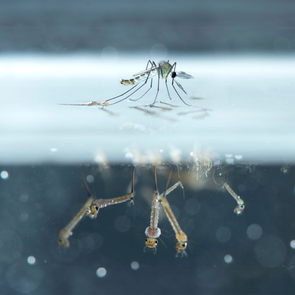 Mosquito larvae