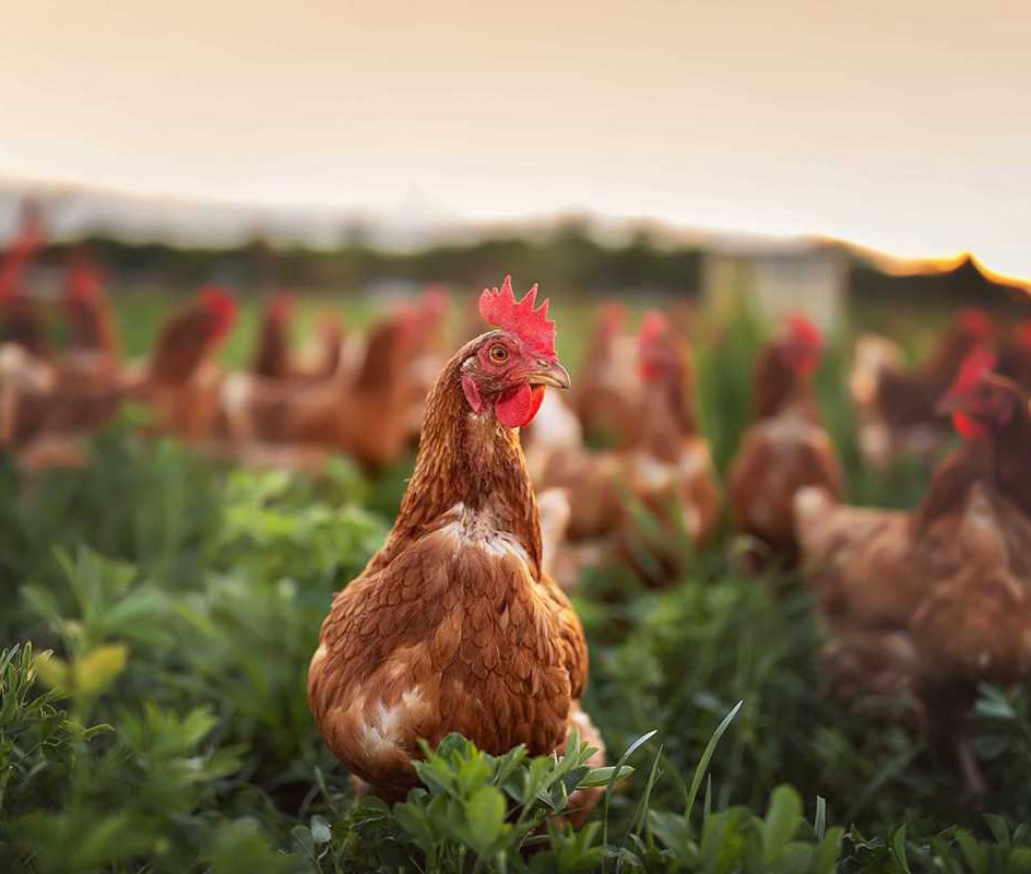 Uma galinha castanha em destaque num campo verde ao ar livre, com várias outras galinhas desfocadas ao fundo ao pôr do sol.