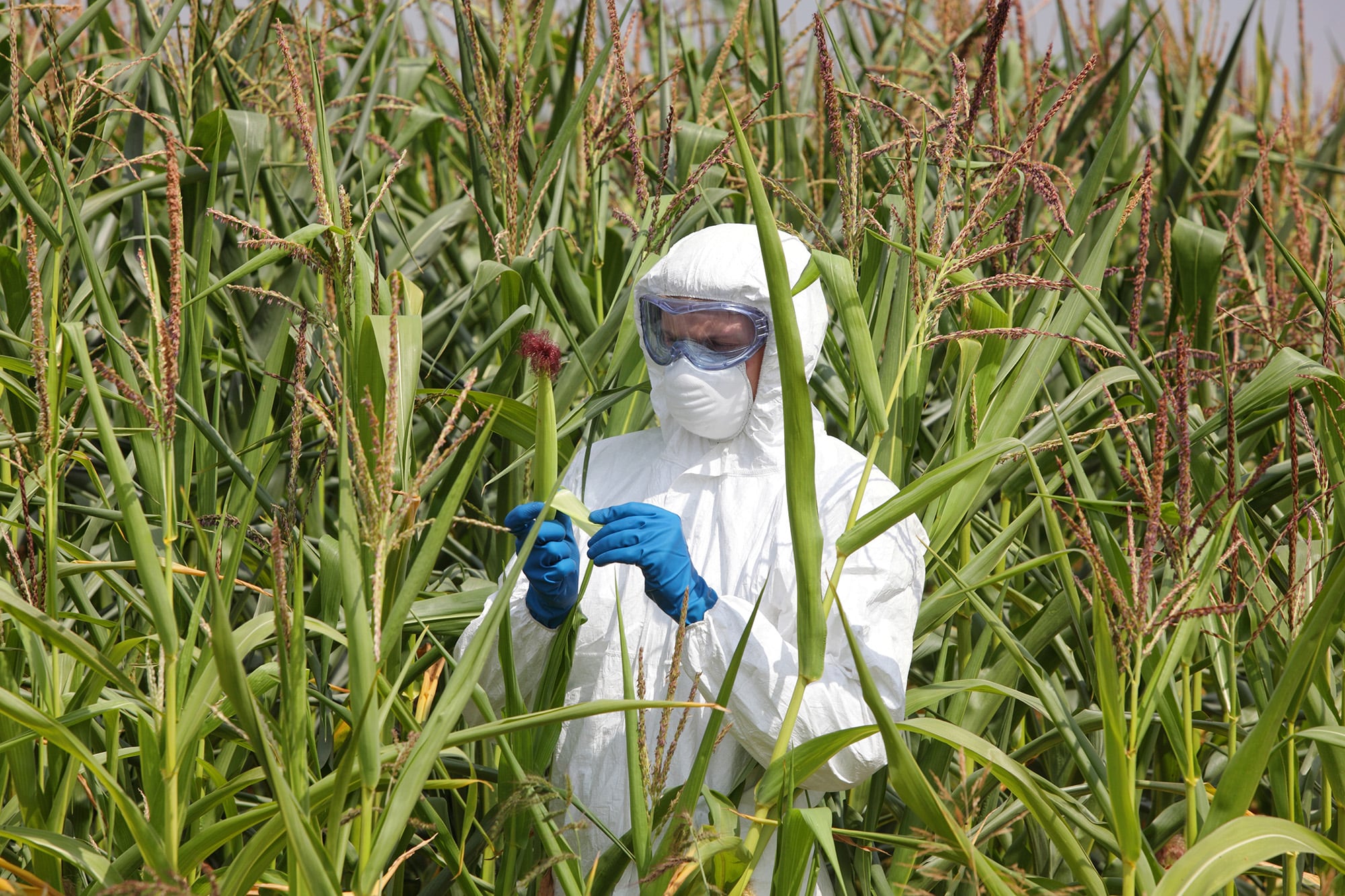 field gmo