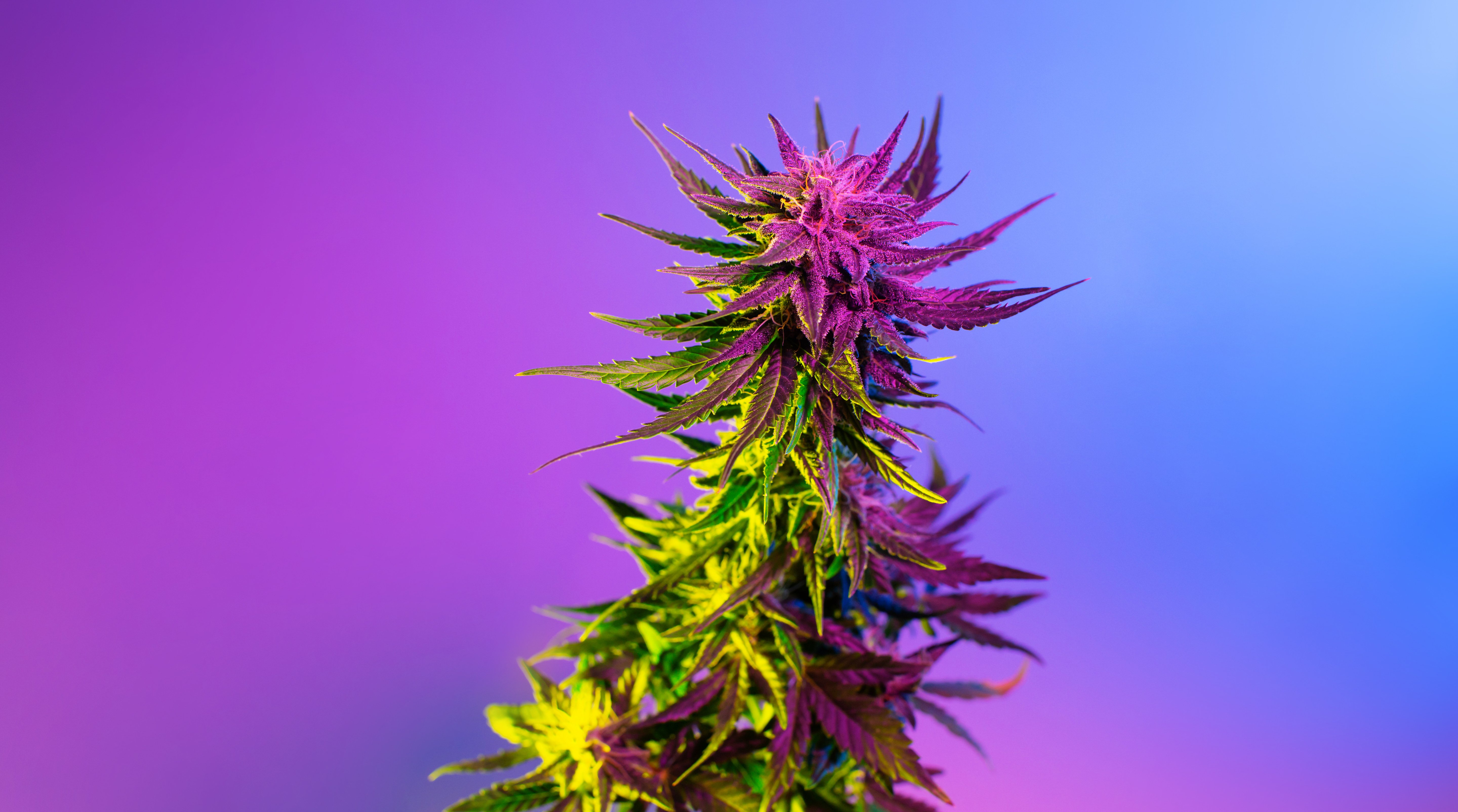 Cannabispflanze