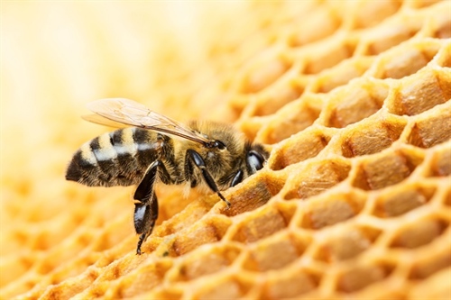 Bee and honeycomb