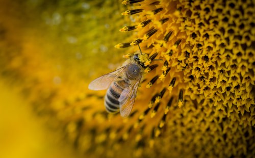 Macro shot of bee pollinating sunflower