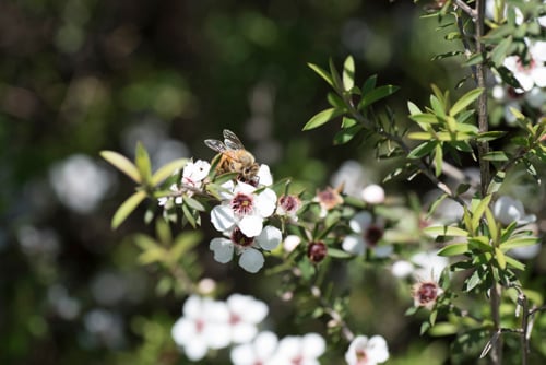 Bee on manuka flower
