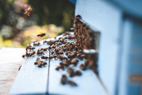 Lots of bees entering hive