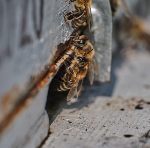 Bees entering hive